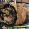 リーゼントが可愛いミナちゃんです サムネイル4