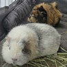リーゼントが可愛いミナちゃんです サムネイル6