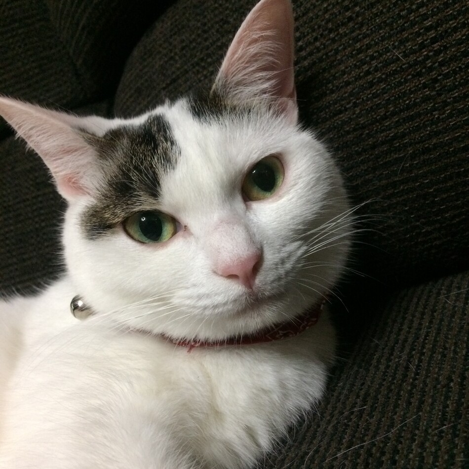 スフレのカバー写真