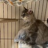 長毛美形女子　名前は<花椒> サムネイル4