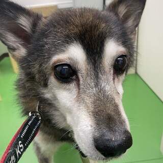 元気で男前なショー☆多頭飼育崩壊の現場から