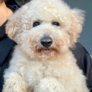 26-M25 ビション１歳　男の子♪