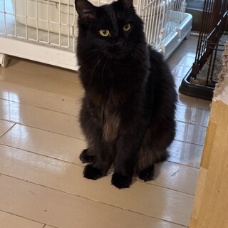 黒猫毛足長め♀