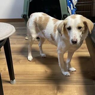 美人なルアさん☆多頭飼育崩壊現場から