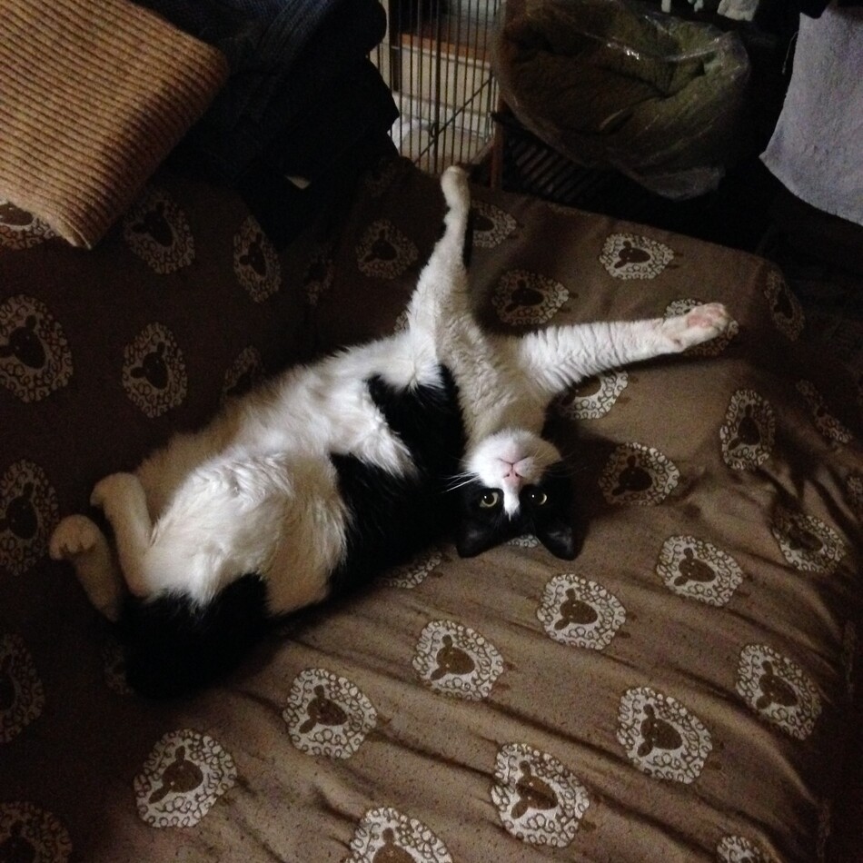 おまめのカバー写真