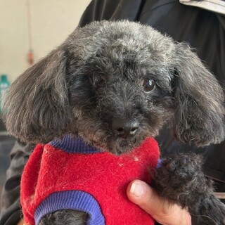 ★シニア部★25-W222★タイニー女子