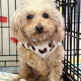 26-W30★ティーカップ女子