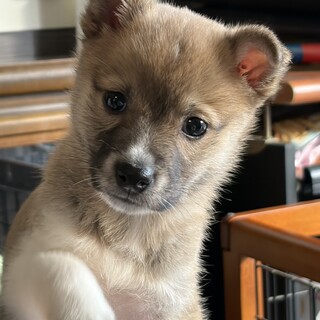 人が大好き甘えん坊のオス子犬