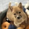 人が大好き甘えん坊のオス子犬 サムネイル5