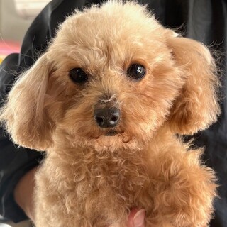 26-W18　可愛い・利口いう事なし！！