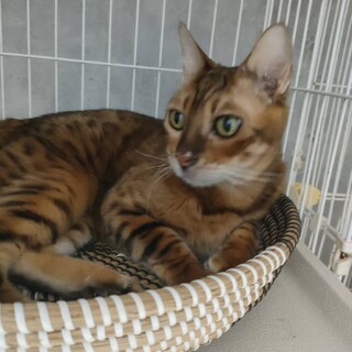ベンガル♂飼い主飼育困難のため緊急募集