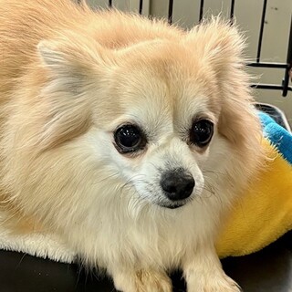 25-W28　怖がりソフィさん(´；ω；')