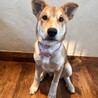 阿波犬・カフェラテカラーの希mare サムネイル2