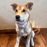 阿波犬・カフェラテカラーの希mare サムネイル3