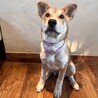 阿波犬・カフェラテカラーの希mare サムネイル5
