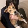 阿波犬・カフェラテカラーの希mare サムネイル6