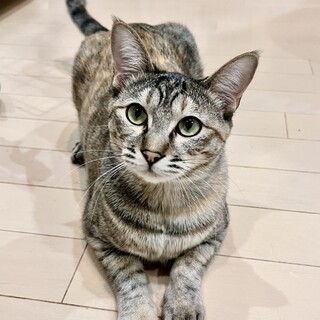 4/5高田馬場★アマレッティちゃん★聡明ガール