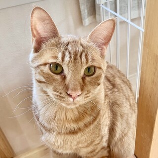 4/5高田馬場★ジェラートくん★かわいい声で挨拶