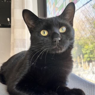 欠席★3/8高田馬場★ボネくん★