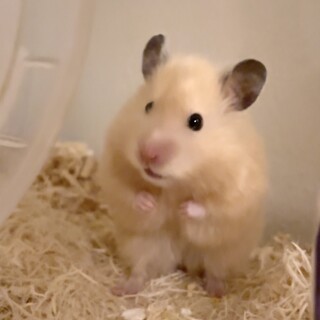 サテンロングのキンクマハムスター　里親さん募集