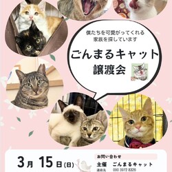 ごんまるキャット譲渡会