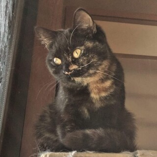 スコティッシュフォールド　トーティーの雌猫さんです