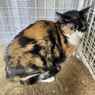 花ちゃんにずっとのおうちが決まりました