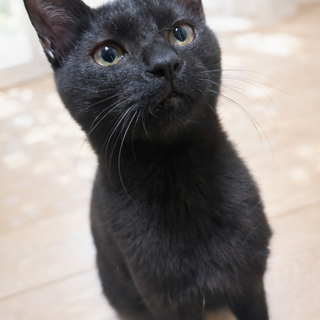 食いしん坊　ナイトくん