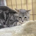 人馴れ修行中のあやめさんに家族が決まりました