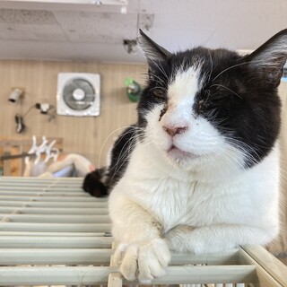 甘えん坊のぱんだちゃん