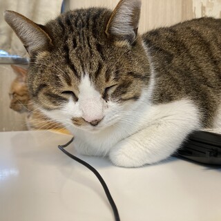 撫でられるの大好き！甘えん坊のふう君