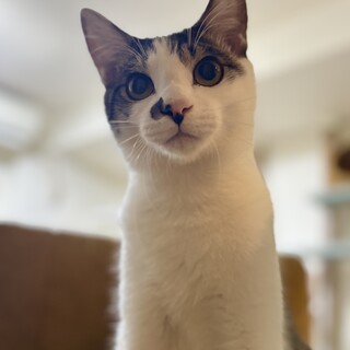 ぐいぐい頭突き♡大音量のゴロゴロ・キジ白モナカ♂