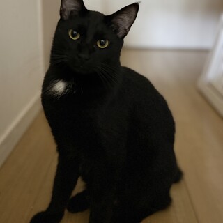 しっぽフリンジ♡ツンデレ黒猫ジャンボ♡