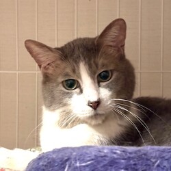 猫の譲渡会in川崎市動物愛護センター