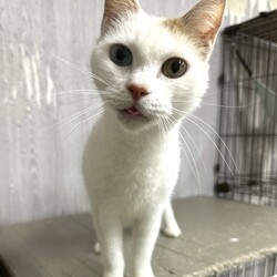 猫の譲渡会in川崎市動物愛護センター