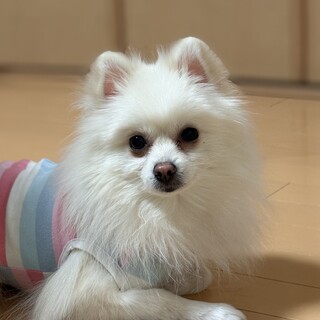 明るく天真爛漫な白ポメ　みずき