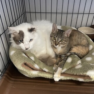 やんちゃな女の子の里親募集(о´∀'о)