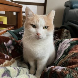 in春日井市☆保護猫達を暖かいオウチに迎えよう☆2026年3月7日（土）～ちーむにゃいんず