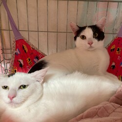 in春日井市☆保護猫達を暖かいオウチに迎えよう☆2026年3月7日（土）～ちーむにゃいんず サムネイル2