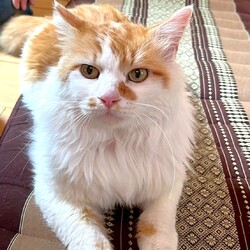 in春日井市☆保護猫達を暖かいオウチに迎えよう☆2026年3月7日（土）～ちーむにゃいんず サムネイル3