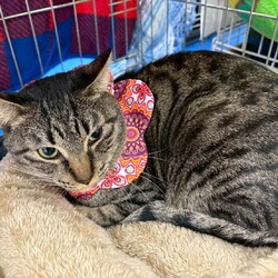 in岡崎市☆保護猫達を暖かいオウチに迎えよう☆2026年3月7日（土）～ちーむにゃいんず