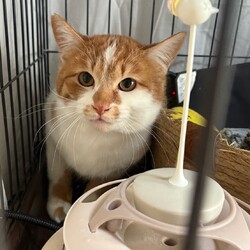 in岡崎市☆保護猫達を暖かいオウチに迎えよう☆2026年3月7日（土）～ちーむにゃいんず サムネイル2