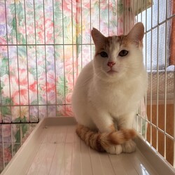 in岡崎市☆保護猫達を暖かいオウチに迎えよう☆2026年3月7日（土）～ちーむにゃいんず サムネイル3