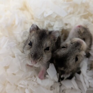 ジャンガリアンハムスター里親募集（一匹決定）