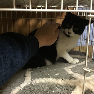 お口のヒゲがチャームポイント