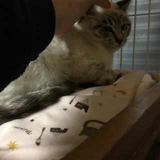 宝石のような美しい姫