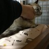 宝石のような美しい姫 サムネイル4