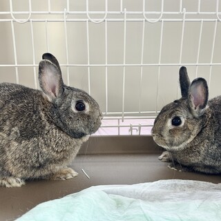 スターターセットつき‼️うさぎさんの里親募集‼️