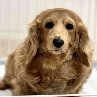 しっぽフリフリ♪おっとり穏やかな女の子