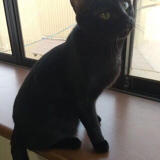 甘えん坊の黒猫の女のこです♪